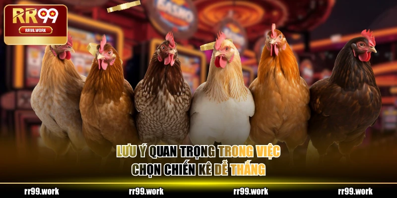 Lưu ý quan trọng trong việc chọn chiến kê dễ thắng